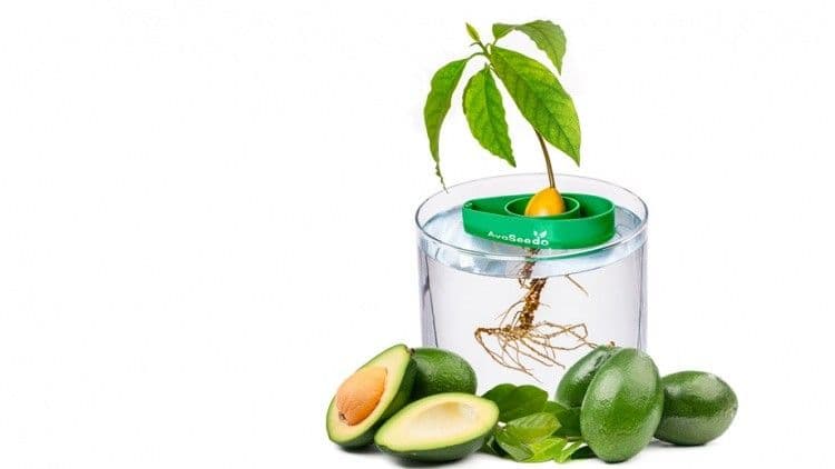 avoseedo-web-6 أداة إنبات بذرة أفوكادو