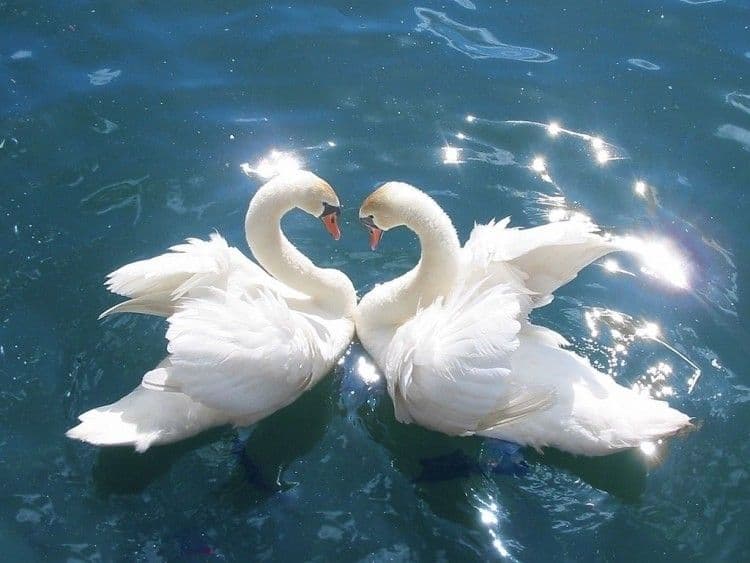 SwansCygnus_olor
