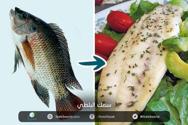 سمك البلطي