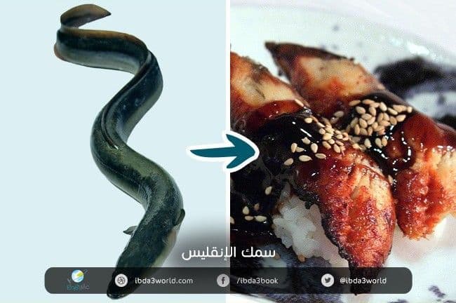 سمك الإنقليس