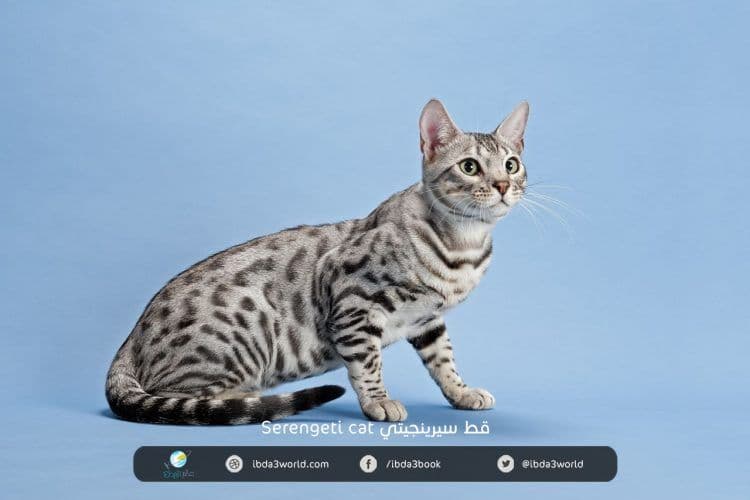قط سيرينجيتي