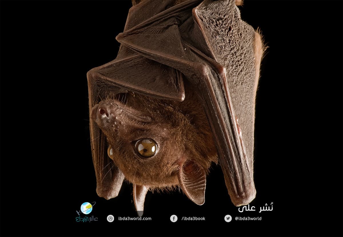 الخفافيش 