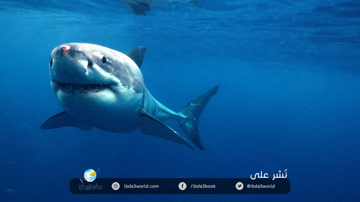 سمك القرش