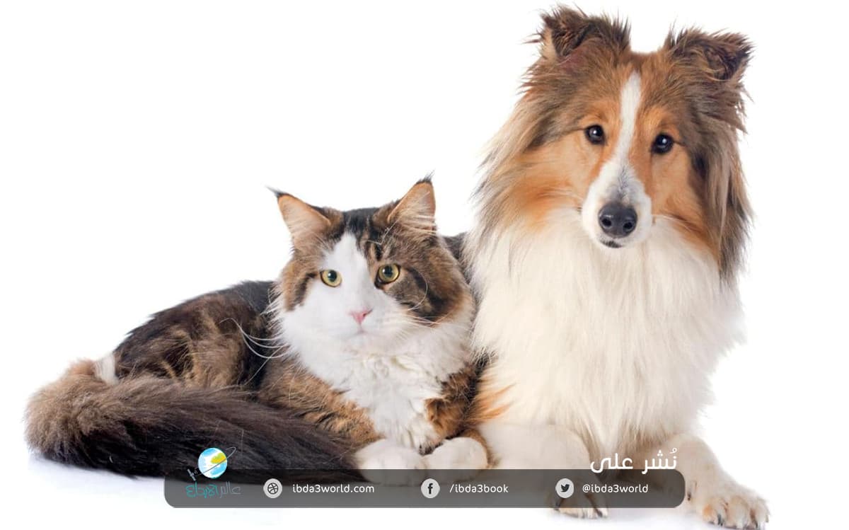 القطط والكلاب