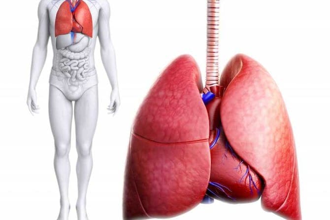 حقائق علمية عن الإنسان