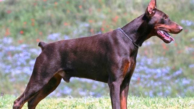 Doberman Pinschers - الدوبيرمان