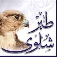 ما قصة طير شلوى؟