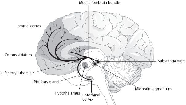 0198162246.parkinsons-disease.2