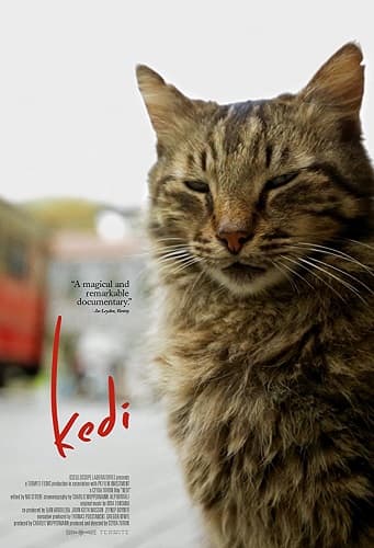 Kedi بوستر