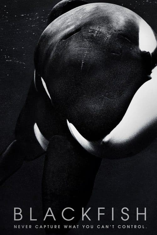 فيلم Blackfish - أفلام قصيرة 