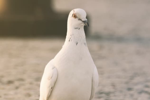 تيسلا