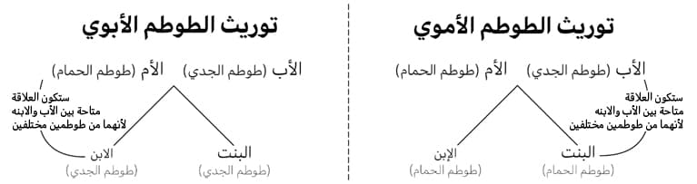 النظام الطوطمي - الطوطم والتابو - سيغموند فرويد