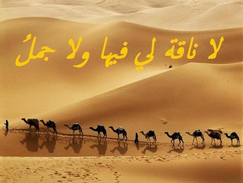 الأمثال الشعبية - لا ناقة لي فيها ول اجمل