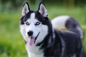 كلاب الهاسكي (Huskies)