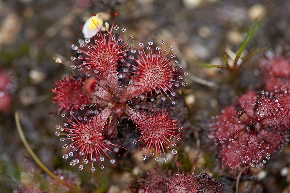 النباتات المفترسة - الدورسيرة أو الندية Drosera