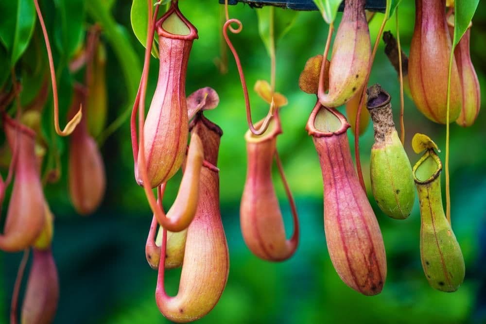 النباتات المفترسة - نبات الجرة Nepenthes