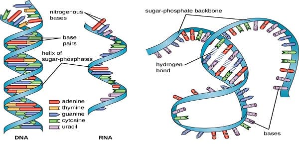 الفرق بين DNA و RNA في البنية الهيكلية