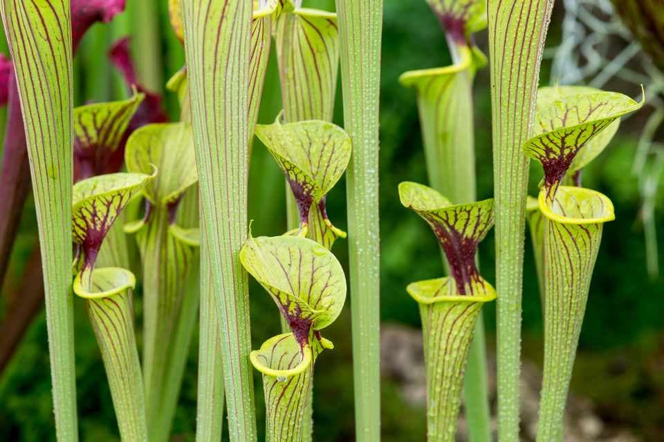 النباتات البوقية Sarracenia