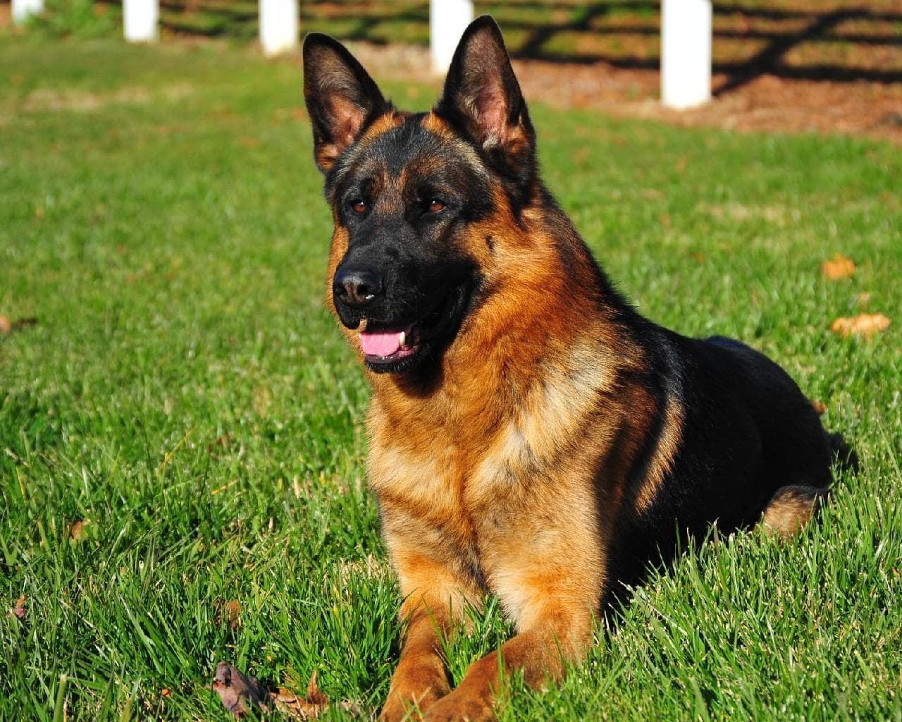 انواع الكلاب - كلب الراعي الألماني (German Shepherd)