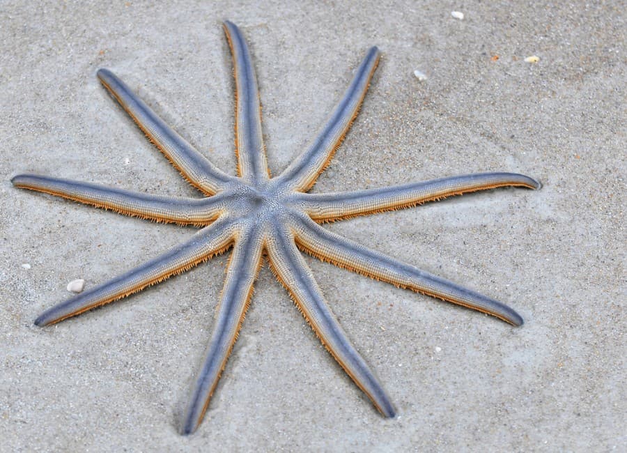 نجمة البحر ذات التسعة أذرع (Luidia senegalensis)
