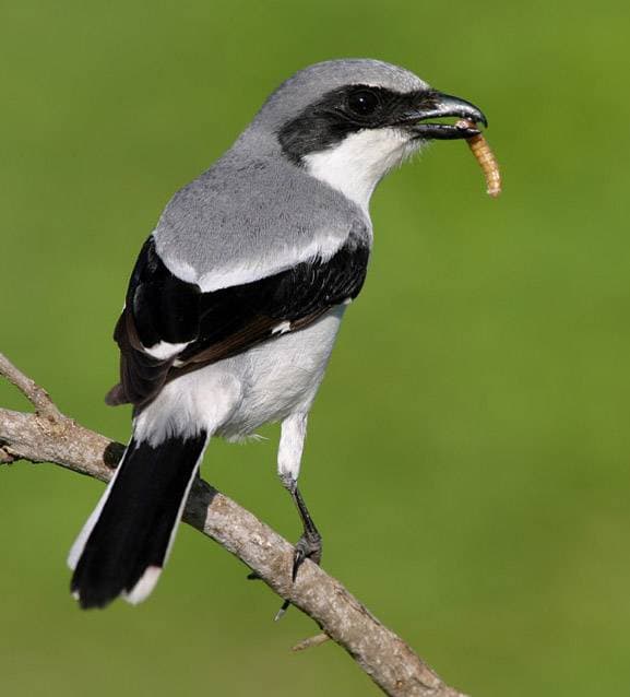 - الصرد الرمادي "دحيفيفي":
