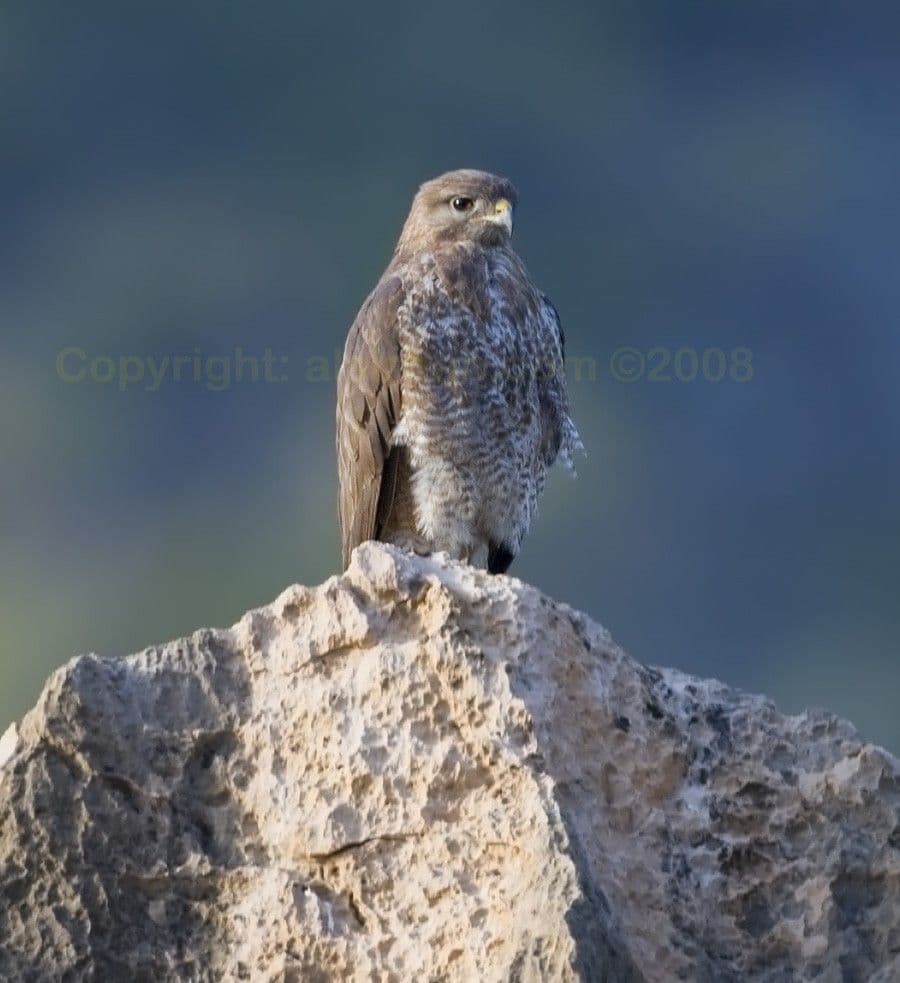 - الصقر الحوام السقطري: