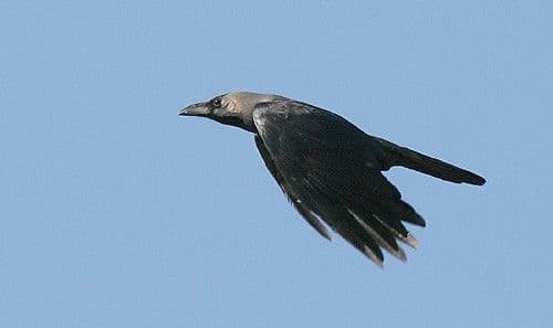 الغراب السقطري "أعرب":