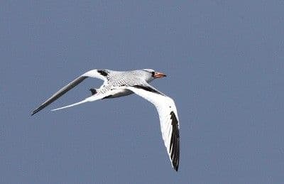 - النورس السويدي "دحملهن"