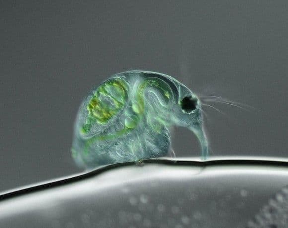 الحياة داخل قطرة ماء