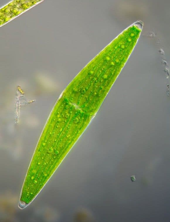 عينة من طحلب أخضر في بركة وحل