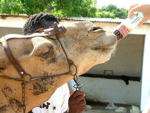 الكوكاكولا