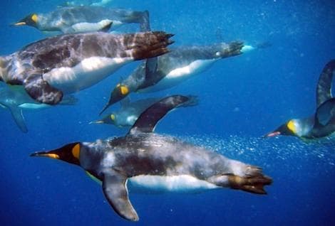 مجموعة من البطاريق