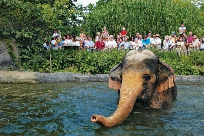 حديقة الحيوانات ممفيس