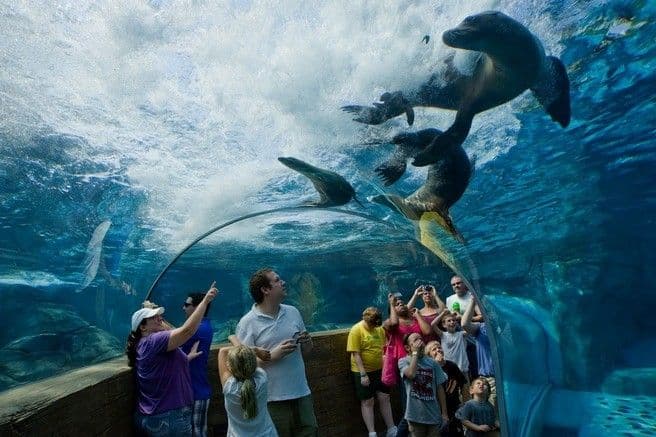 حديقة حيوان سانت لويس