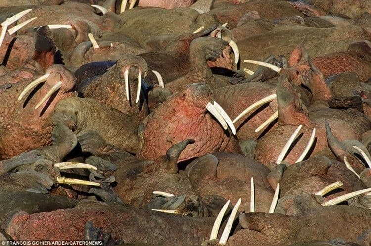 هجرة الحيوانات