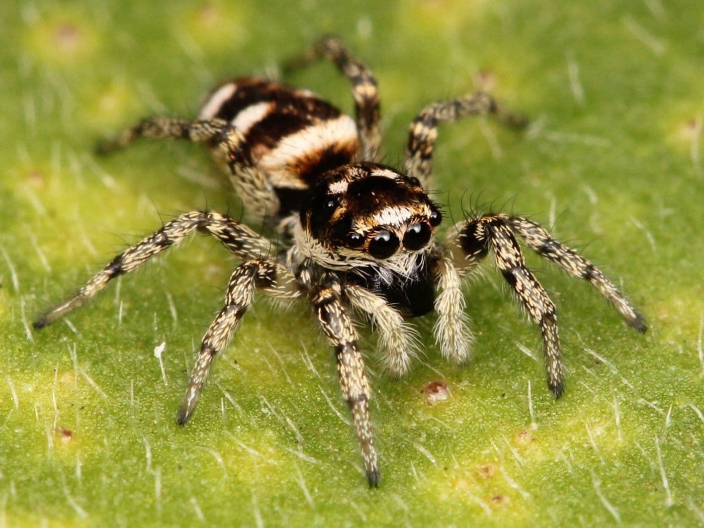 Kaldari_Salticus_scenicus_female
