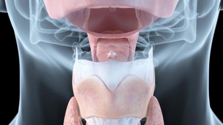 الغدة الدرقية