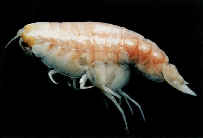 6- أحد مزدوجات الأرجل التي جمعت من قاع الخندق في الرحلة الأمريكية عام 2009 المصدر، ناشيونال جيوغرافيك