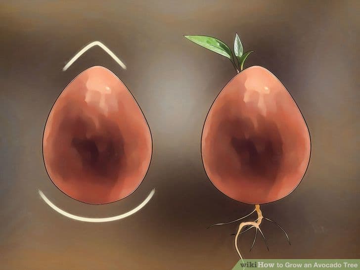 aid592130-728px-grow-an-avocado-tree-step-2-version-3