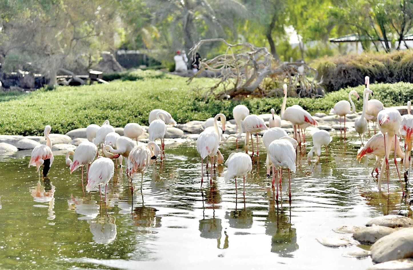 محمية العرين
