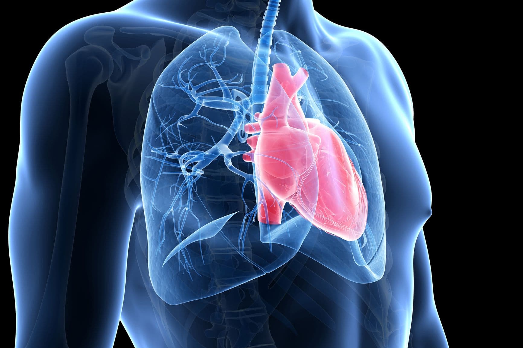 القلب الدؤوب