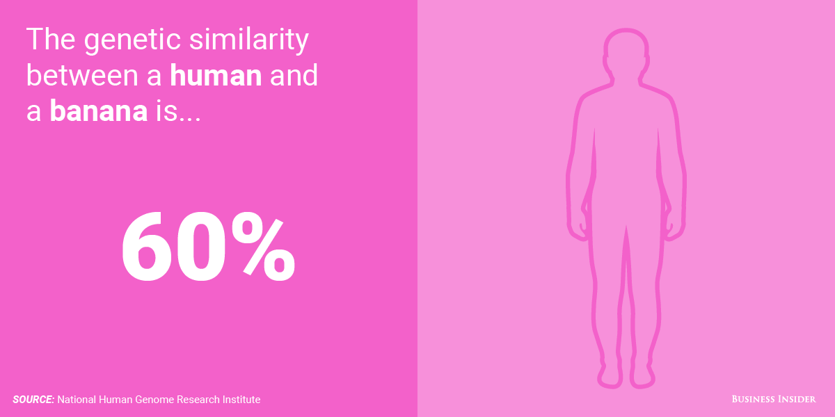 التشابه بين الانسان و الموز