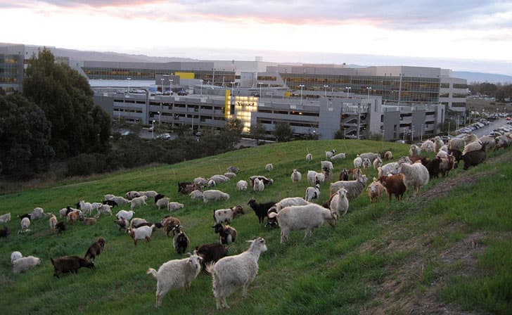 جوجل صديقة للبيئة