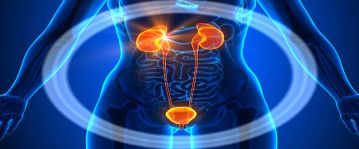 اختصاص المسالك البولية - الطب البشري