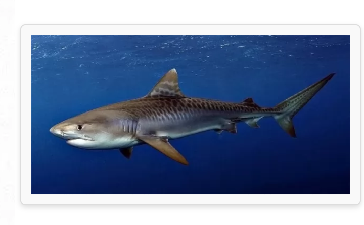 القرش النمر