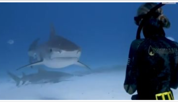 ماذا تفعل إذا هاجمتك أسماك القرش