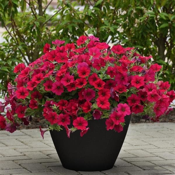 الموجة Spreading (Wave)