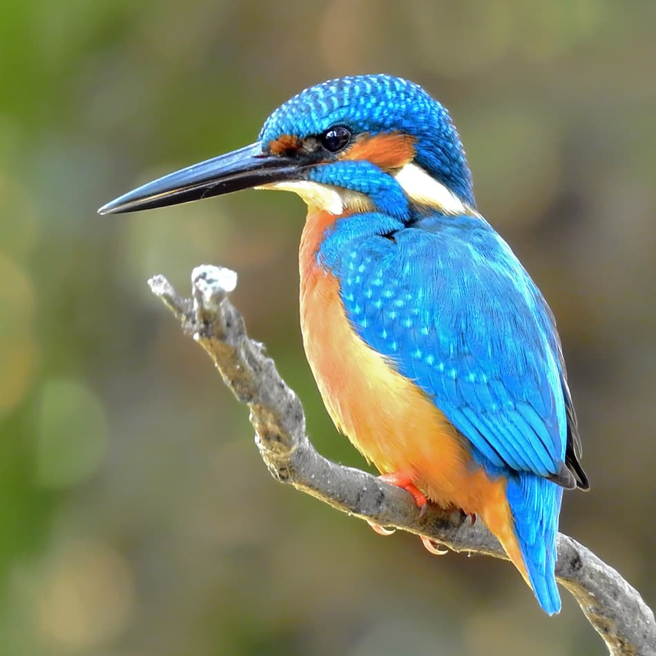 طائر Kingfisher