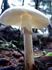 الفطر السام