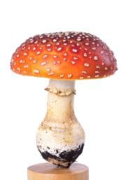 الفطر السام